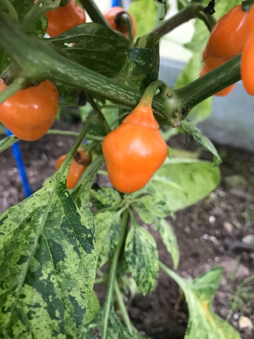 Сорт острого перца BBG x Ninfadora - фото 3