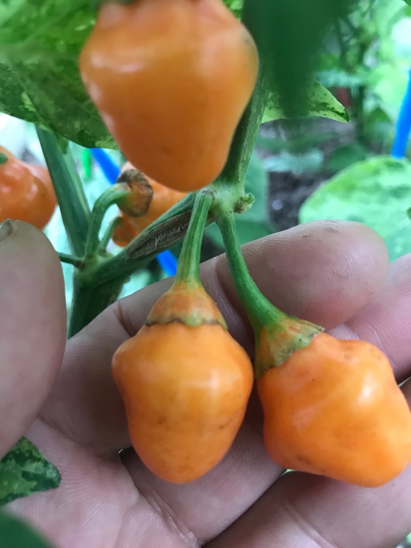 Плоды острого перца BBG x Ninfadora - фото 4