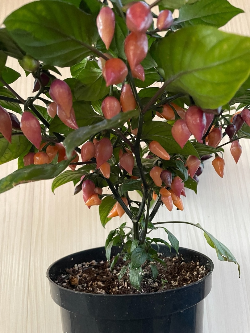 Семена острого перца Chupetinho Pink