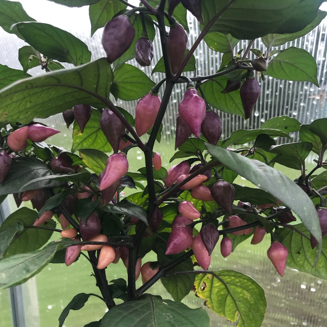 Выращивание острого перца Chupetinho Pink - фото 2