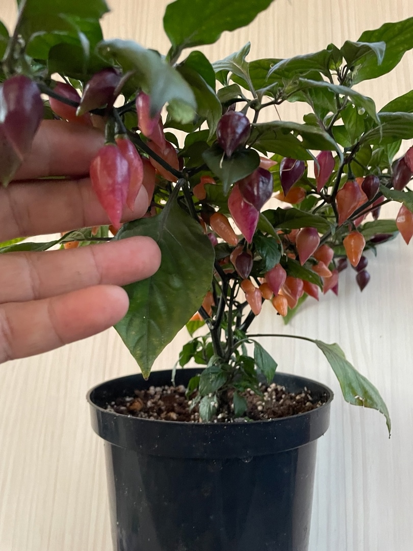 Сорт острого перца Chupetinho Pink - фото 3