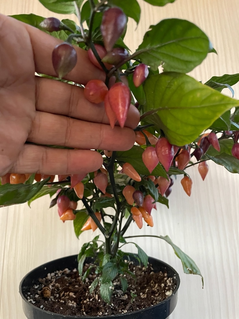 Плоды острого перца Chupetinho Pink - фото 4