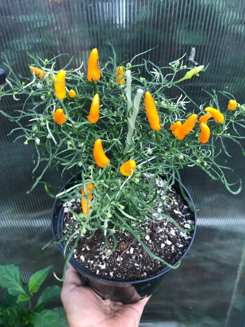 Семена острого перца Enchanting Candlelight Mutant