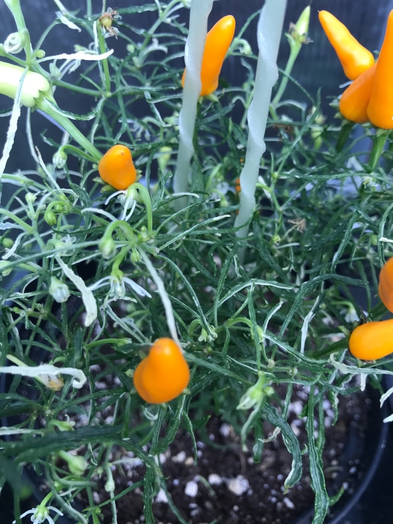 Выращивание острого перца Enchanting Candlelight Mutant - фото 2