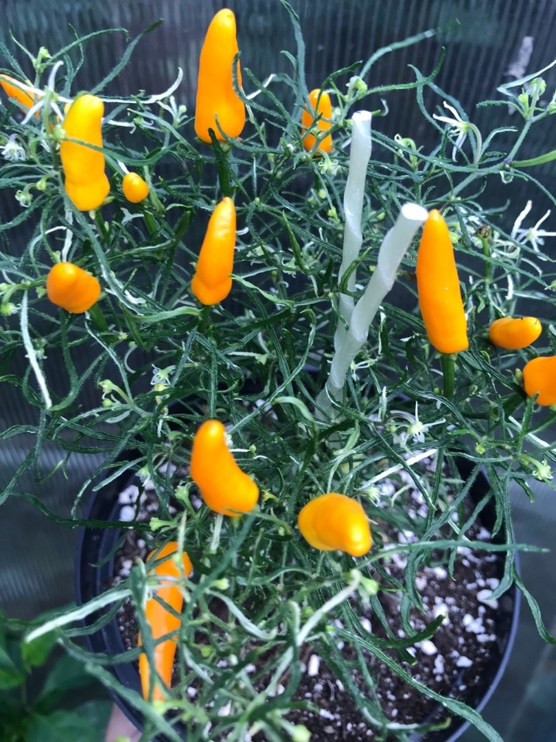 Сорт острого перца Enchanting Candlelight Mutant - фото 3