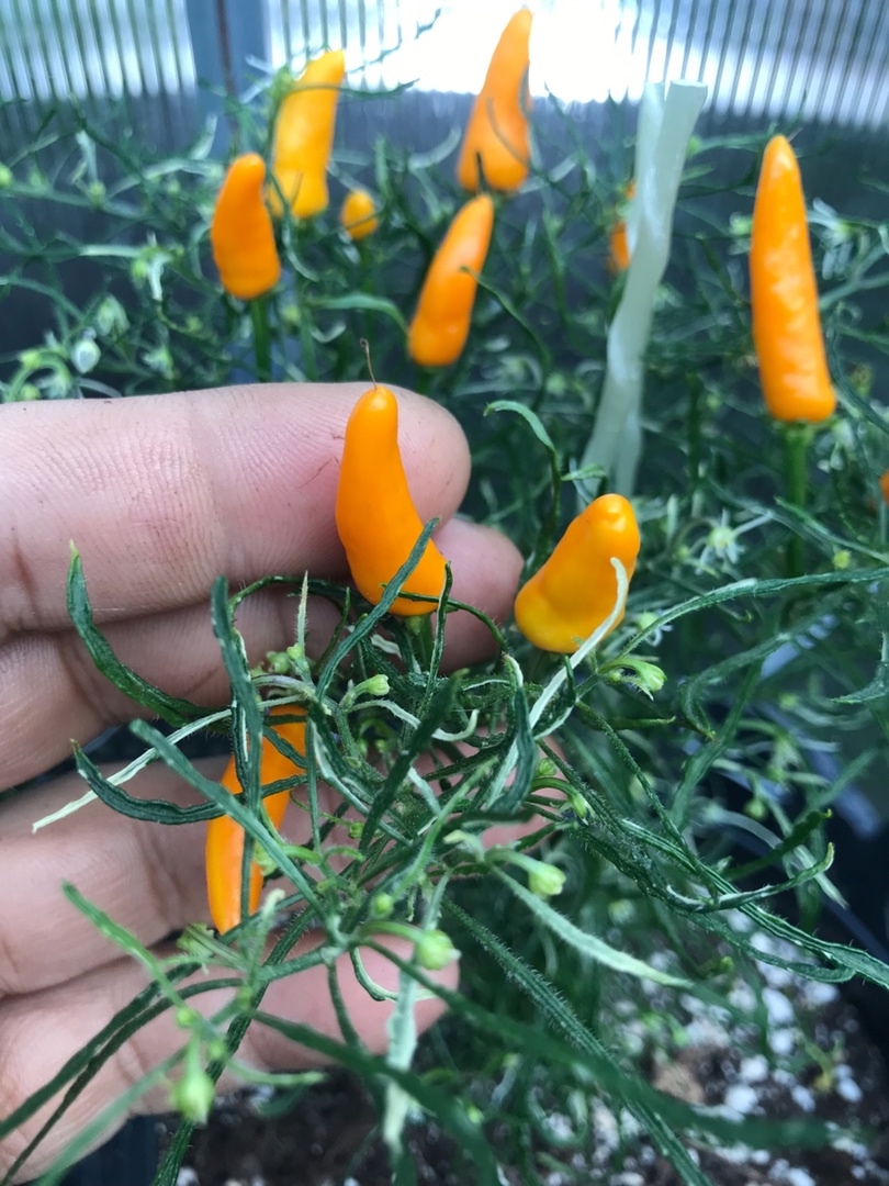 Плоды острого перца Enchanting Candlelight Mutant - фото 4