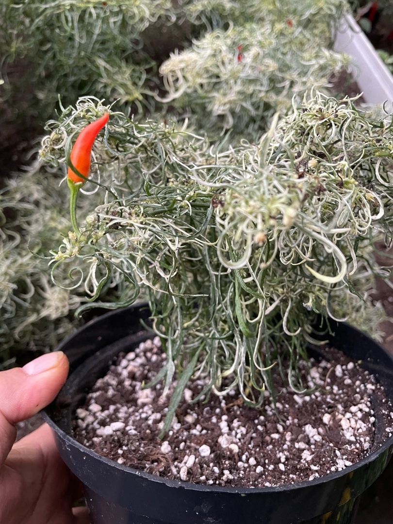 Семена острого перца Variegated Mutant-1