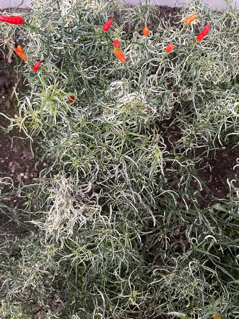 Выращивание острого перца Variegated Mutant-1 - фото 2