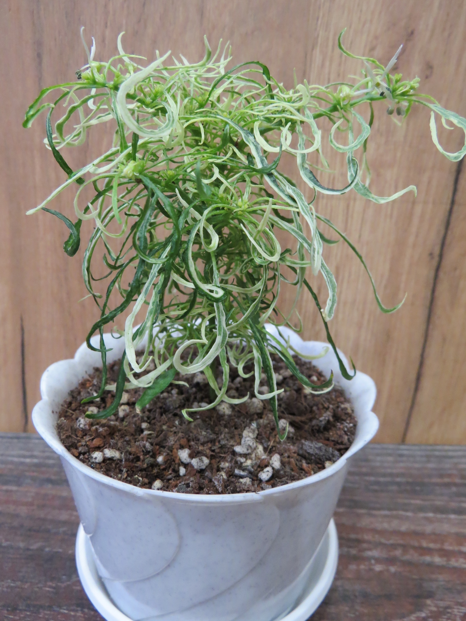 Сорт острого перца Variegated Mutant-1 - фото 3