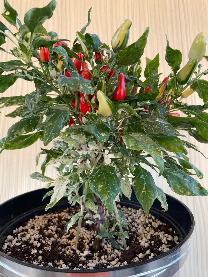 Семена острого перца Австралийская Рыбка