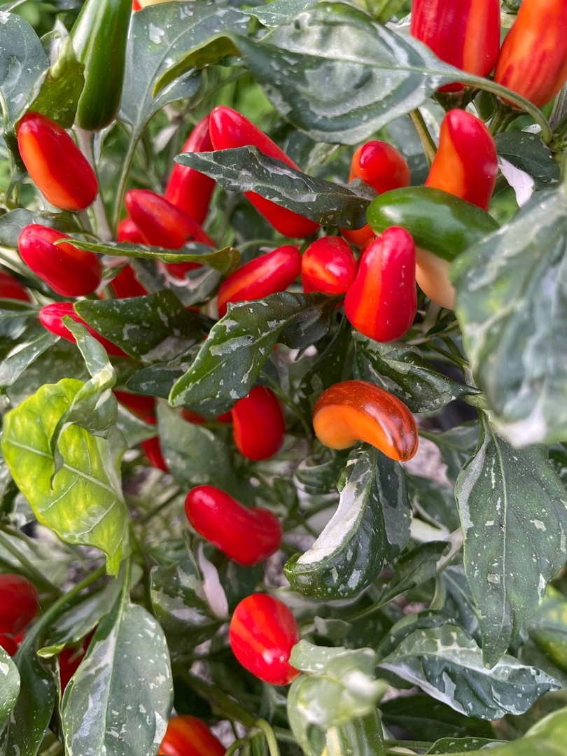 Выращивание острого перца Австралийская Рыбка - фото 2