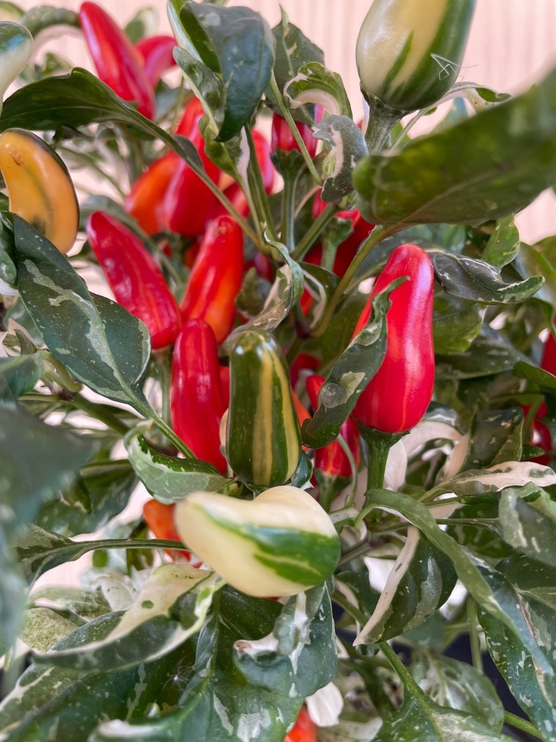 Сорт острого перца Австралийская Рыбка - фото 3