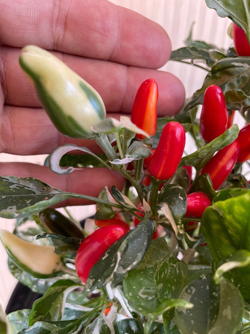 Плоды острого перца Австралийская Рыбка - фото 4