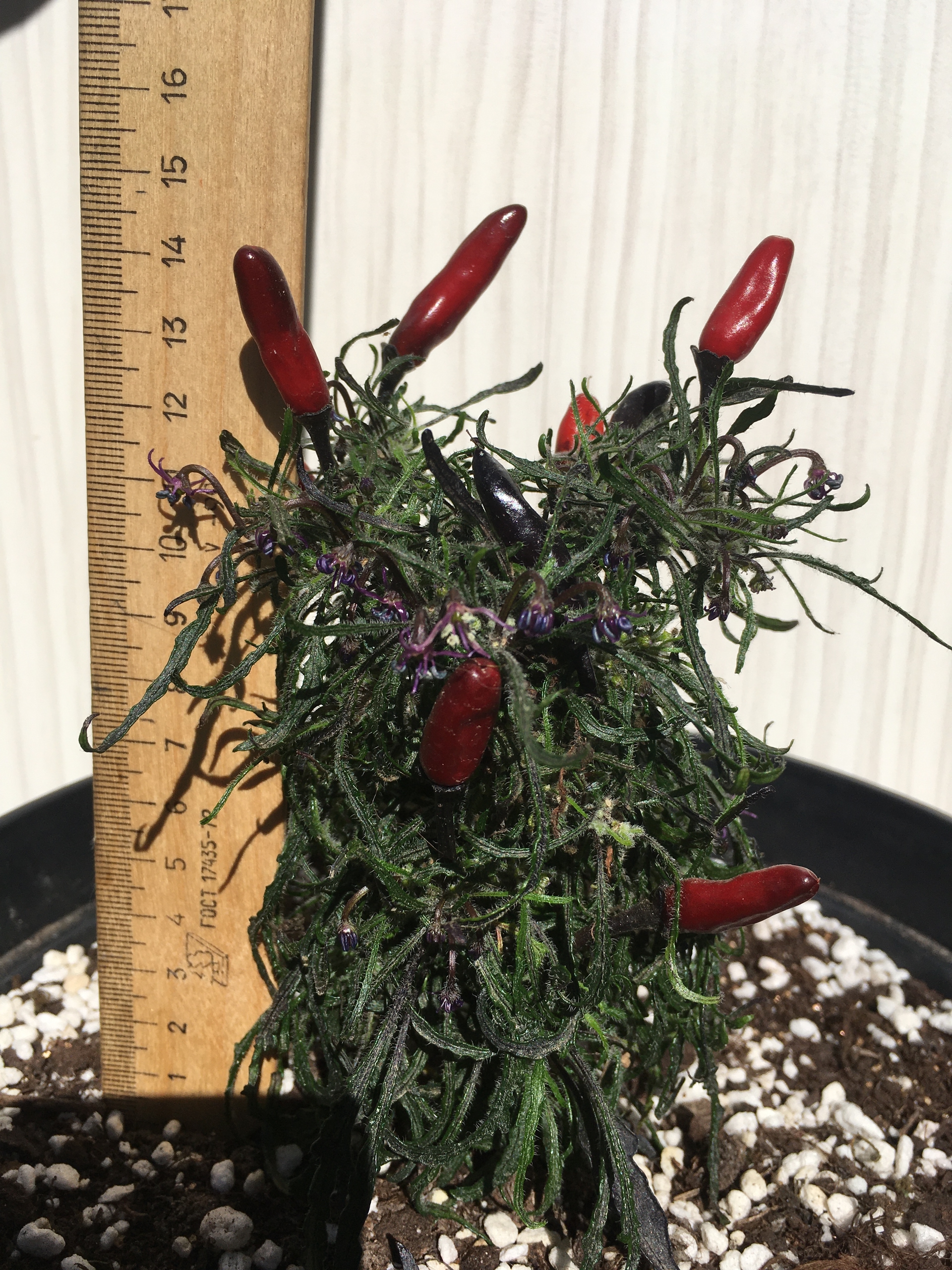 Семена острого перца Leshiy