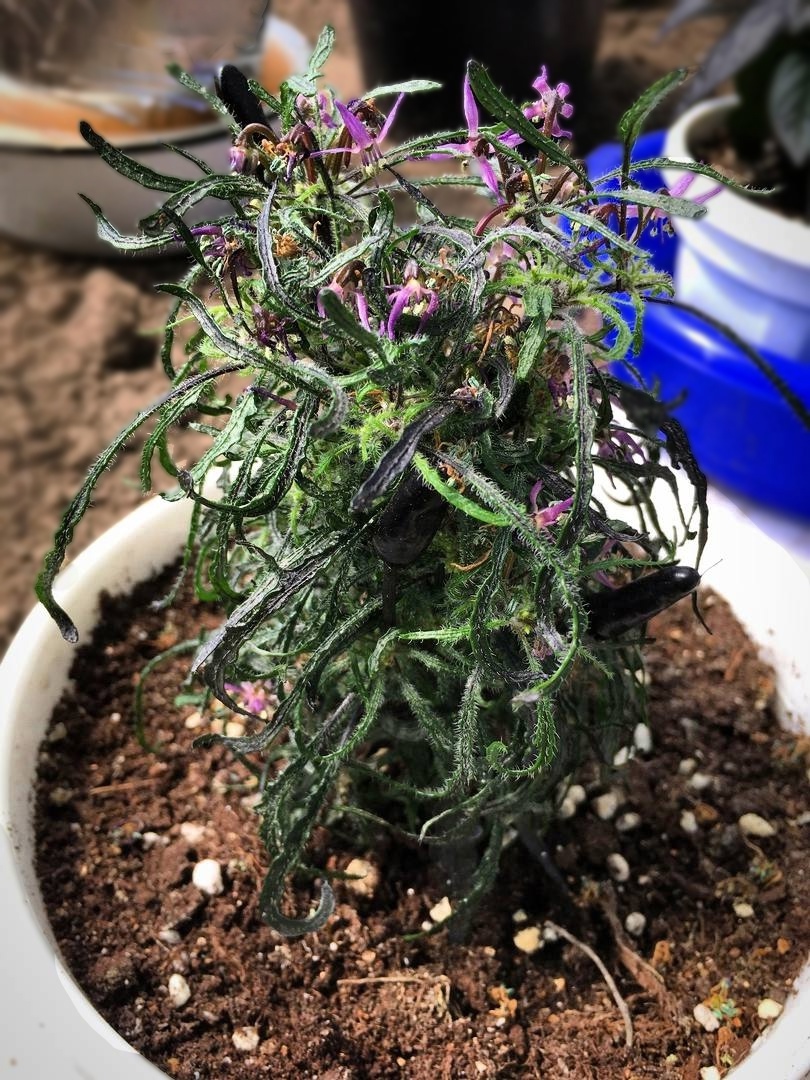 Сорт острого перца Leshiy - фото 3