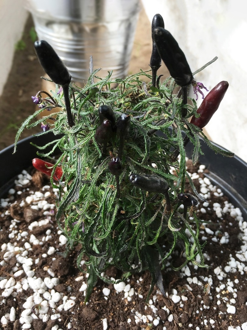 Плоды острого перца Leshiy - фото 4