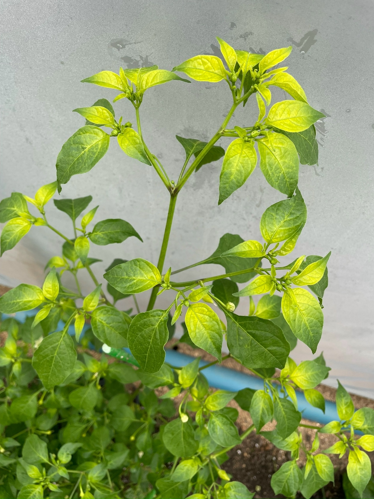 Семена острого перца Aji Habanero