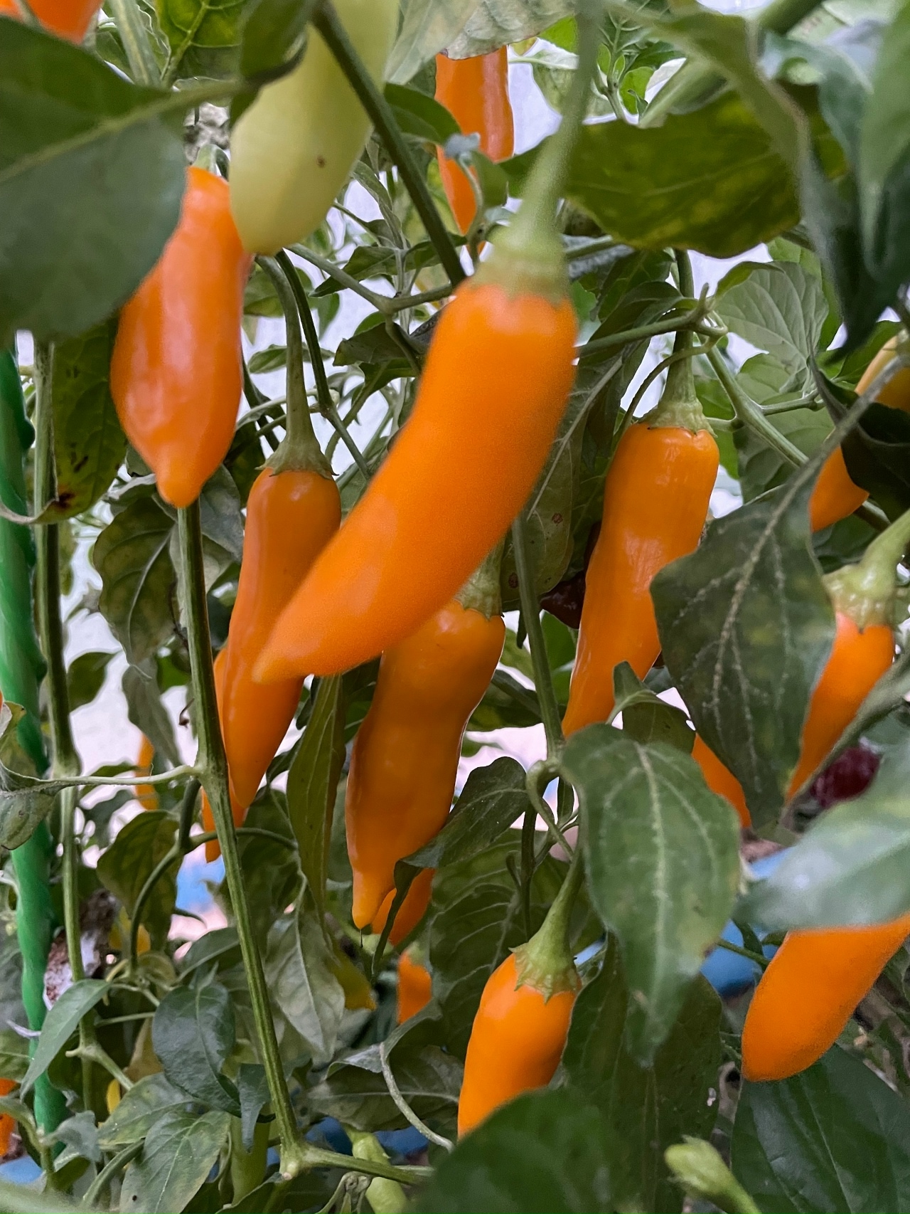 Выращивание острого перца Aji Habanero - фото 2