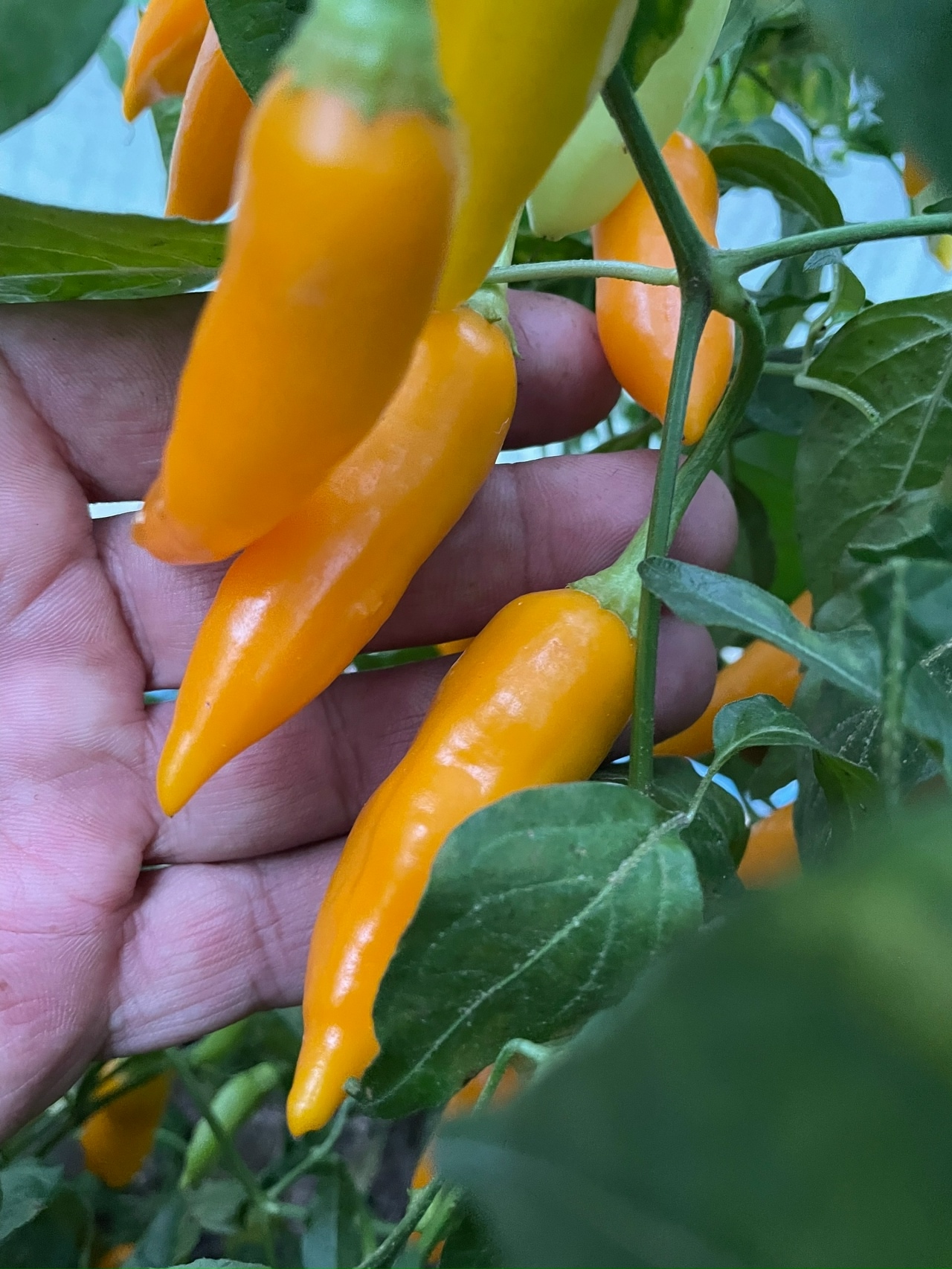 Сорт острого перца Aji Habanero - фото 3