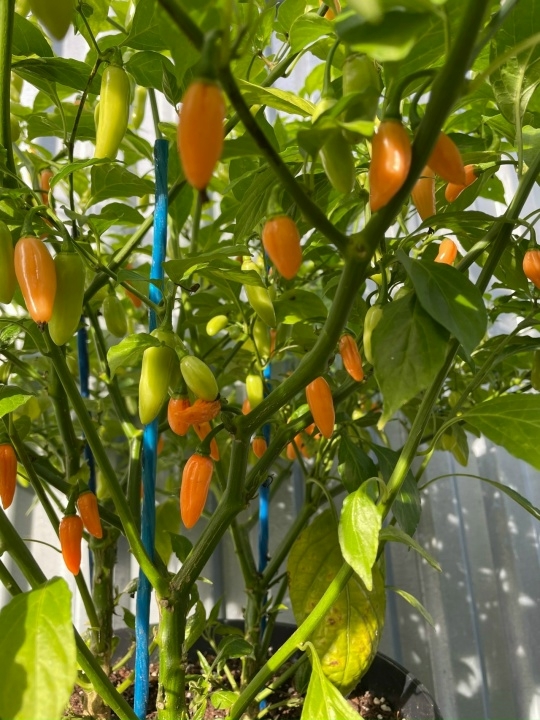 Семена острого перца Coyote Zan Peach