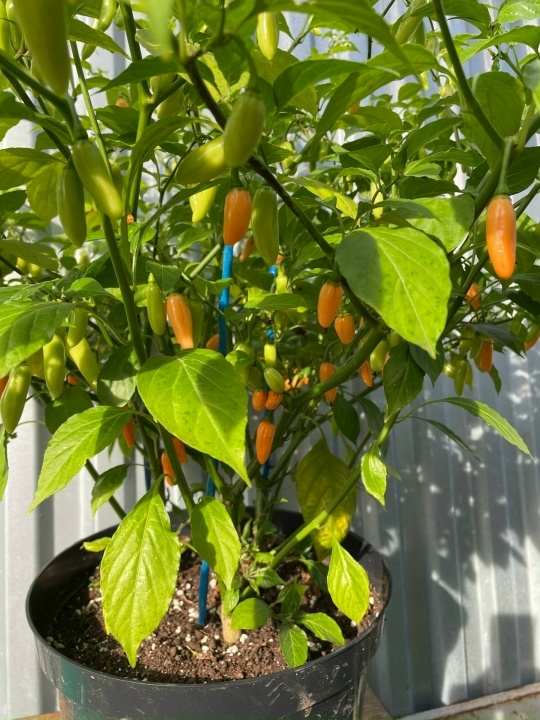 Выращивание острого перца Coyote Zan Peach - фото 2