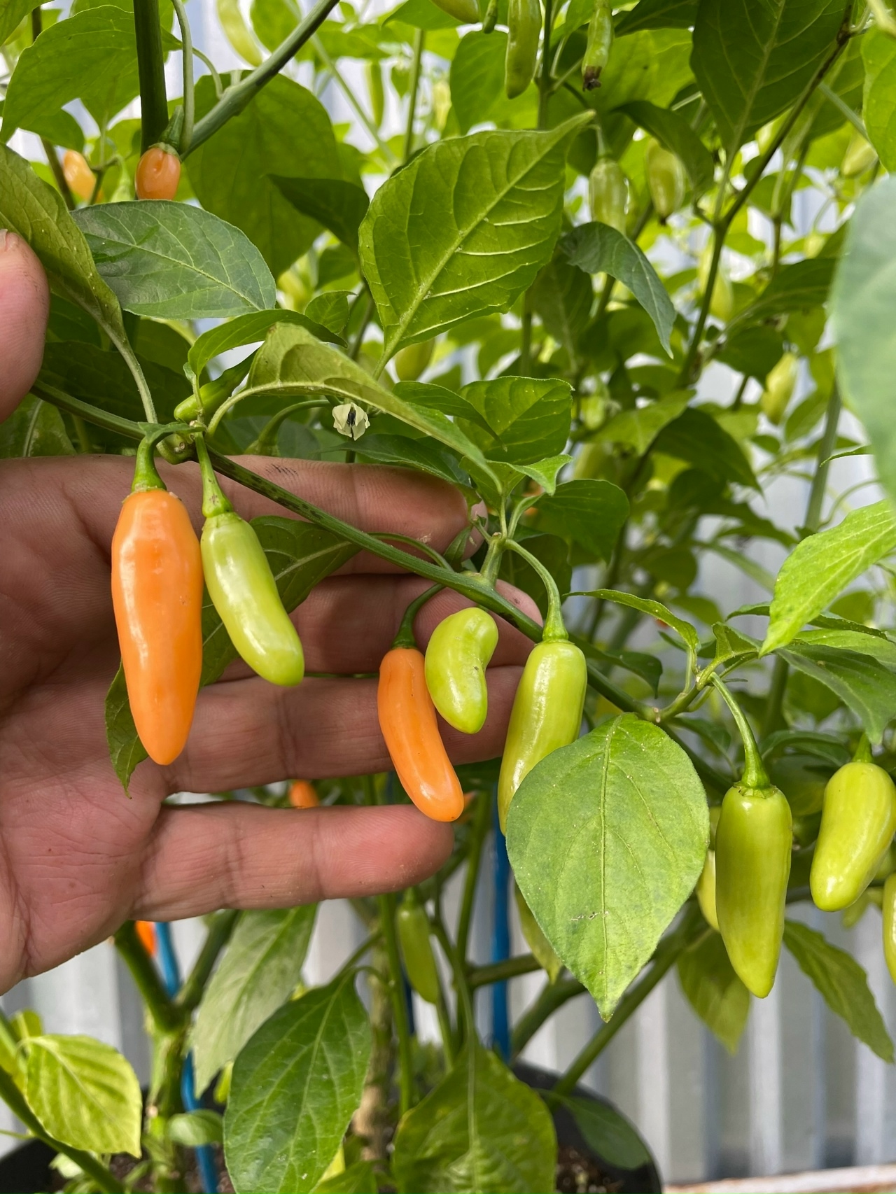 Плоды острого перца Coyote Zan Peach - фото 4