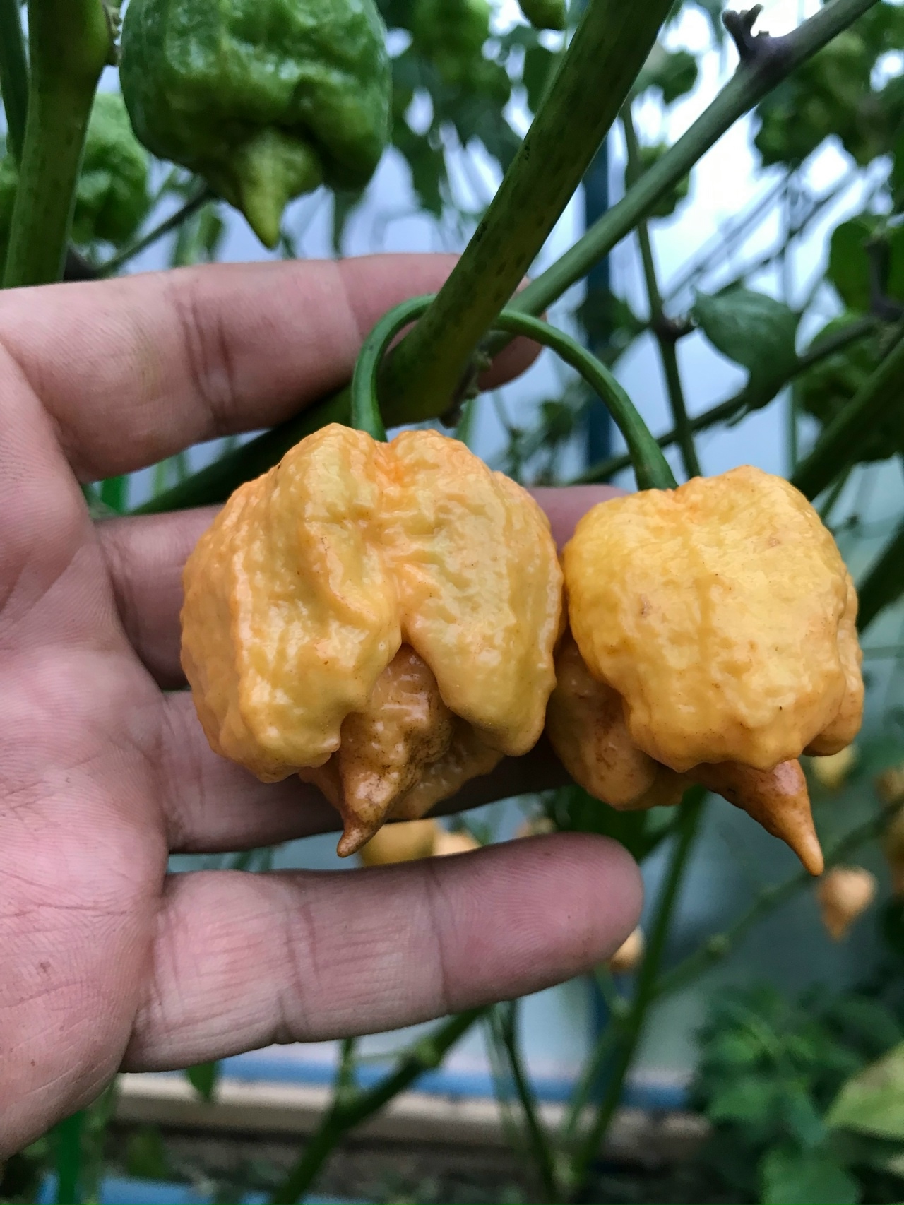 Семена острого перца Carolina Reaper Gold