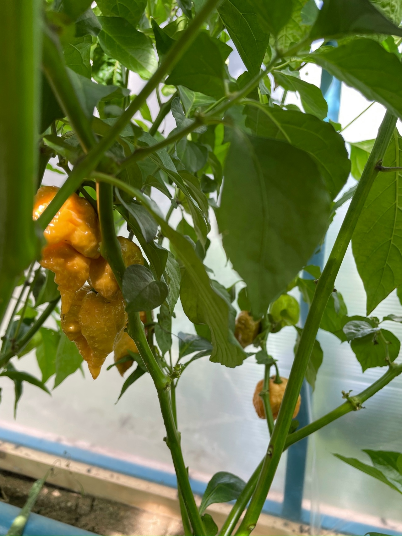 Выращивание острого перца Carolina Reaper Gold - фото 2