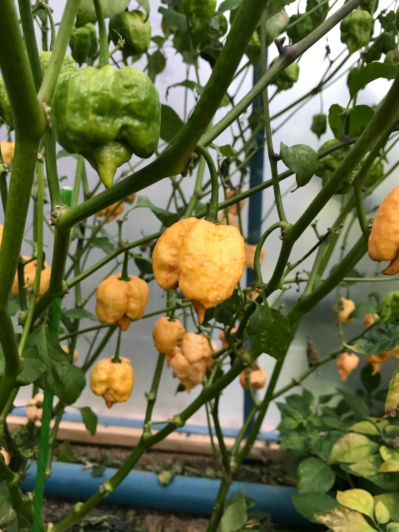 Сорт острого перца Carolina Reaper Gold - фото 3