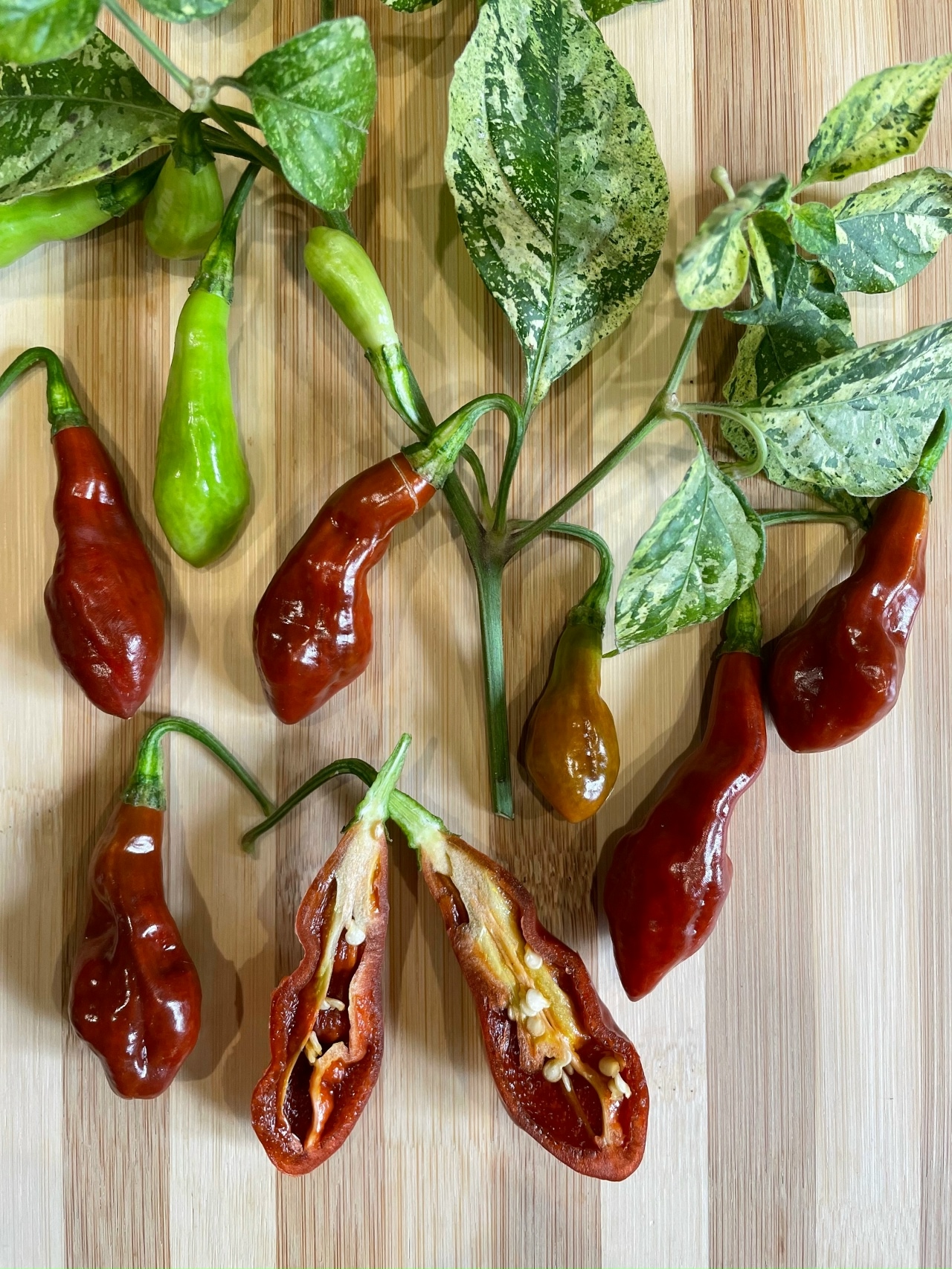 Семена острого перца Devils Claw X Ninfadora (Caramel)