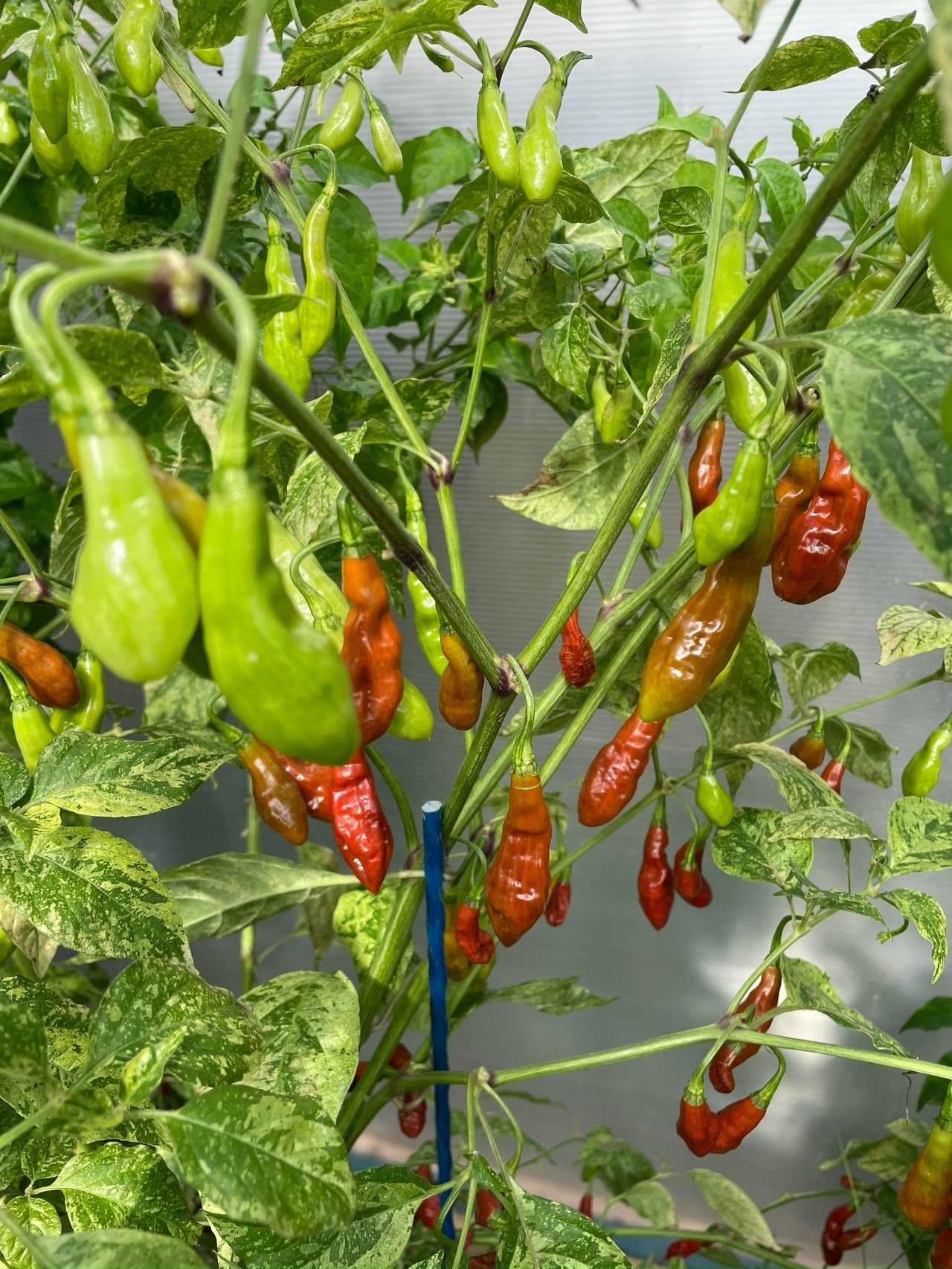 Выращивание острого перца Devils Claw X Ninfadora (Caramel) - фото 2