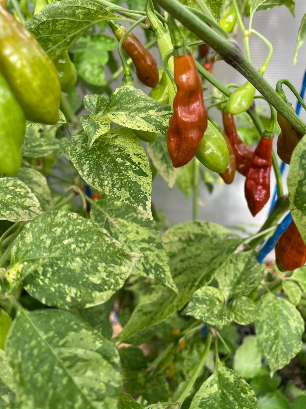 Сорт острого перца Devils Claw X Ninfadora (Caramel) - фото 3