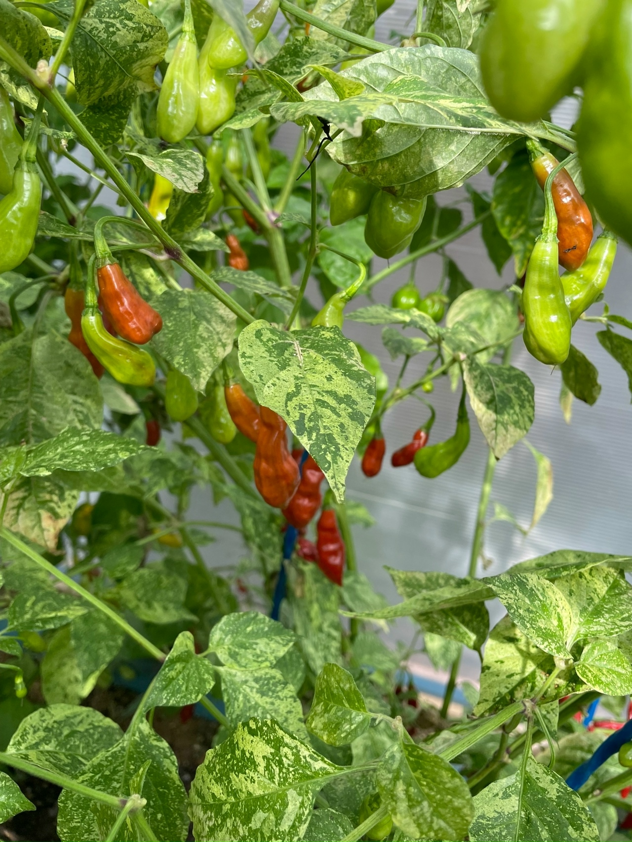 Плоды острого перца Devils Claw X Ninfadora (Caramel) - фото 4