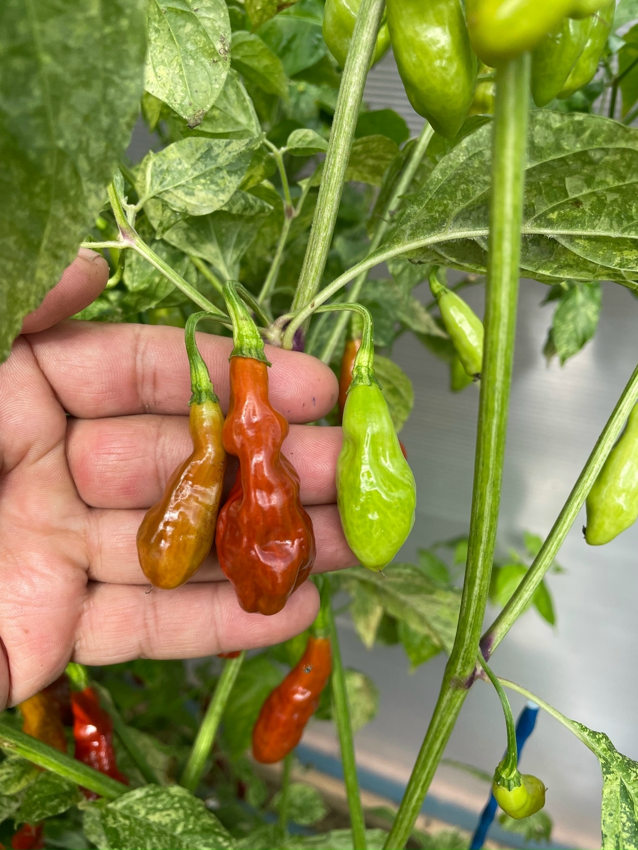 Что вырастает из семян острого перца Devils Claw X Ninfadora (Caramel) - фото 5