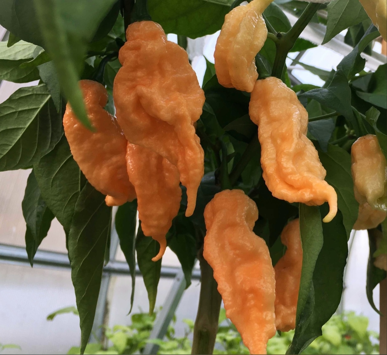 Семена острого перца Jay's Peach Ghost Scorpion (JPGS)