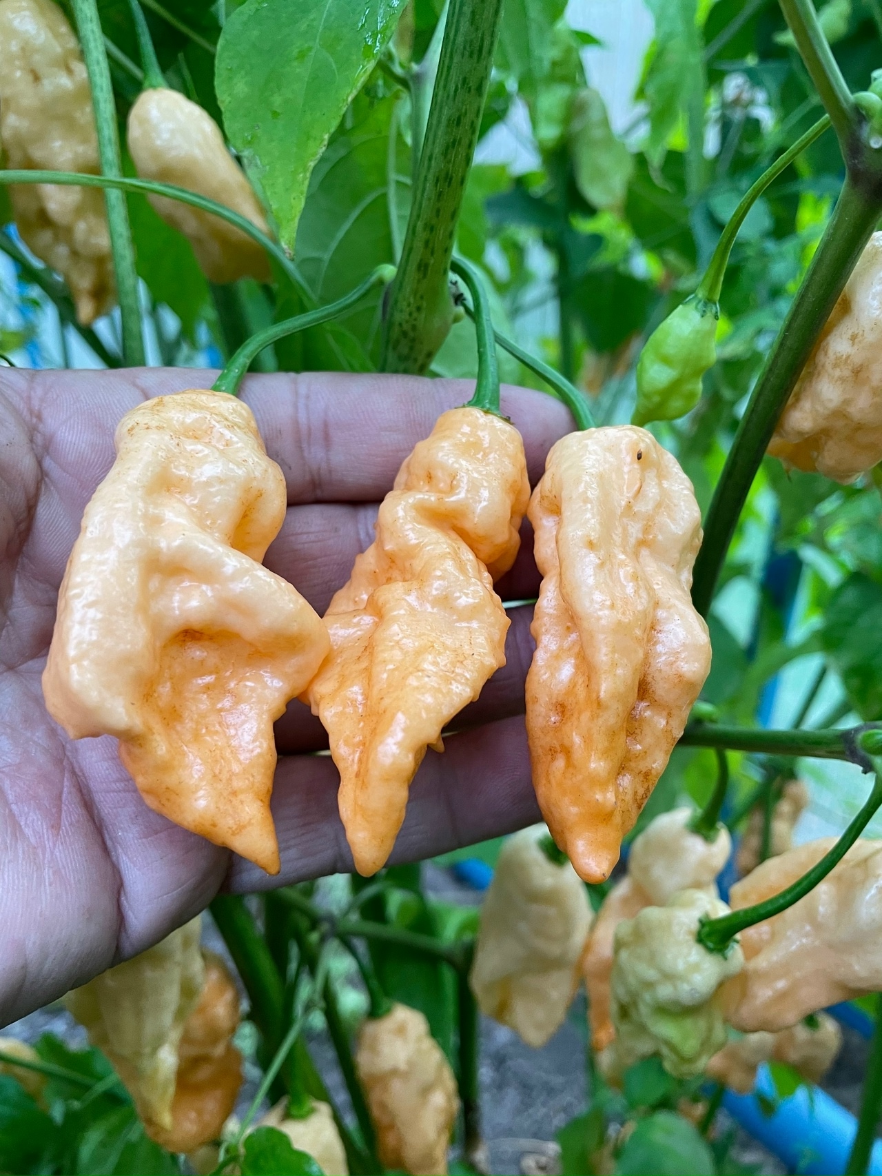 Выращивание острого перца Jay's Peach Ghost Scorpion (JPGS) - фото 2