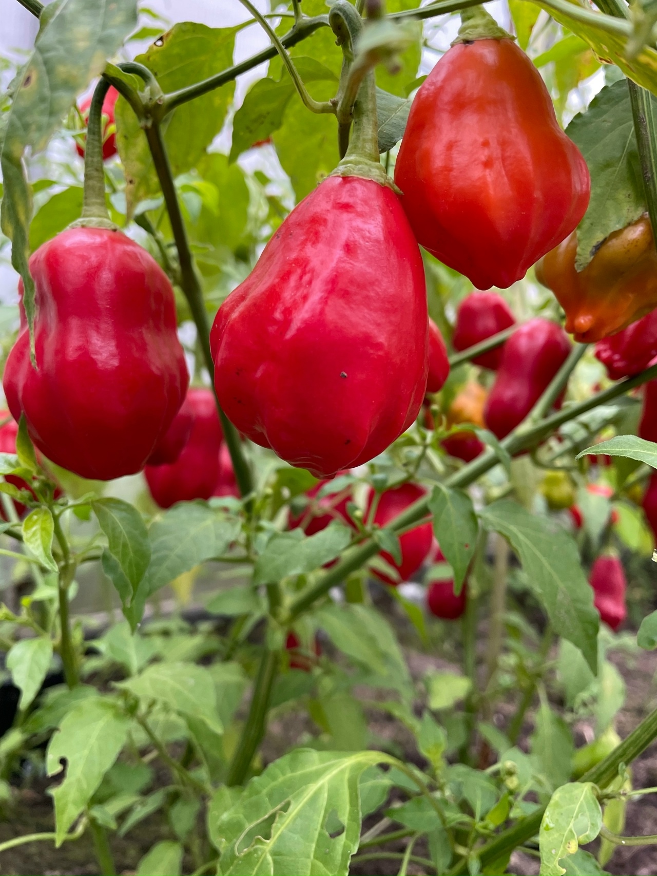 Семена острого перца Rain Forest