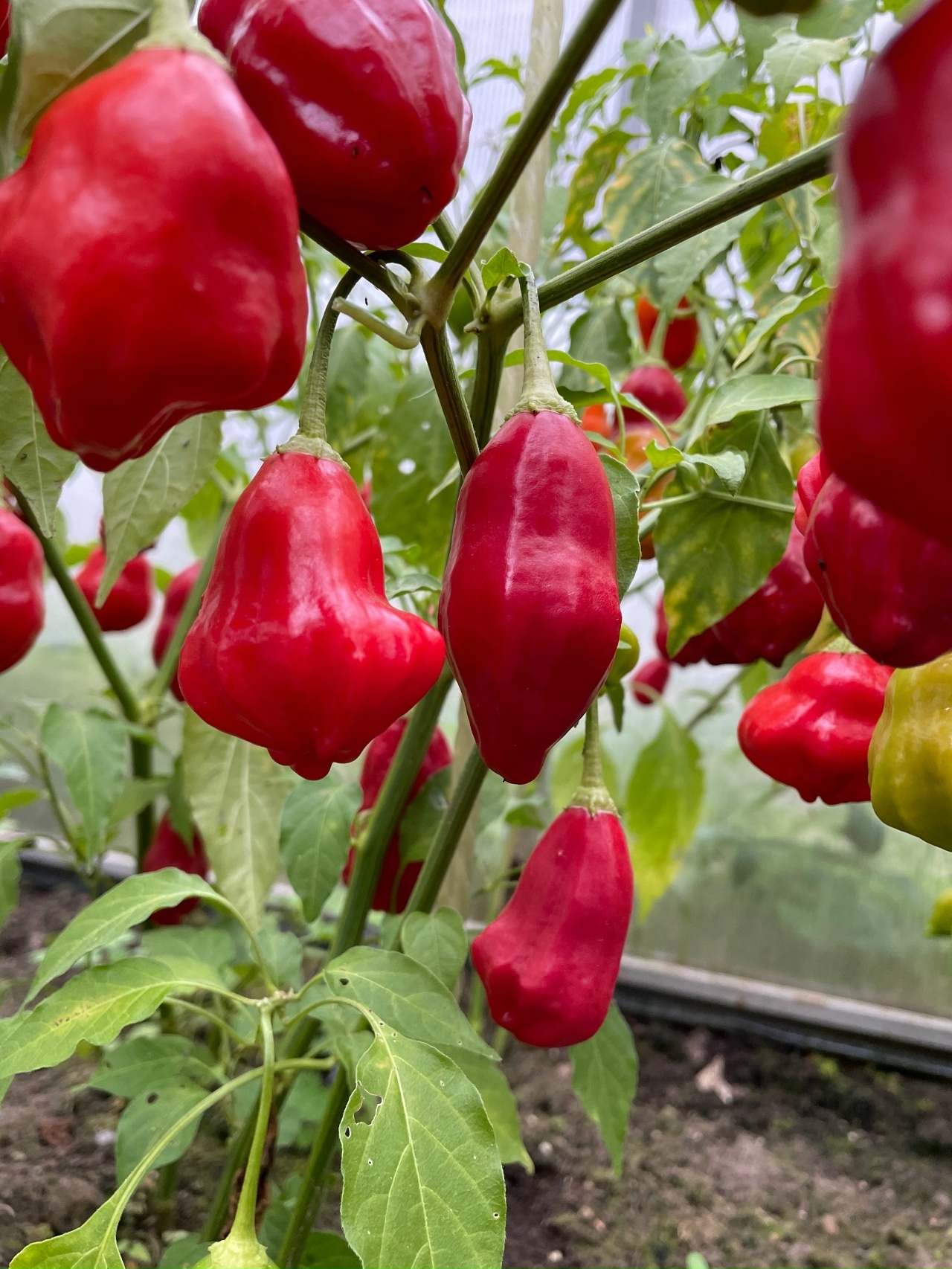 Выращивание острого перца Rain Forest - фото 2