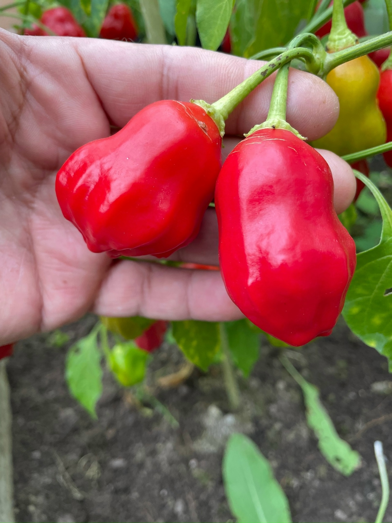 Сорт острого перца Rain Forest - фото 3