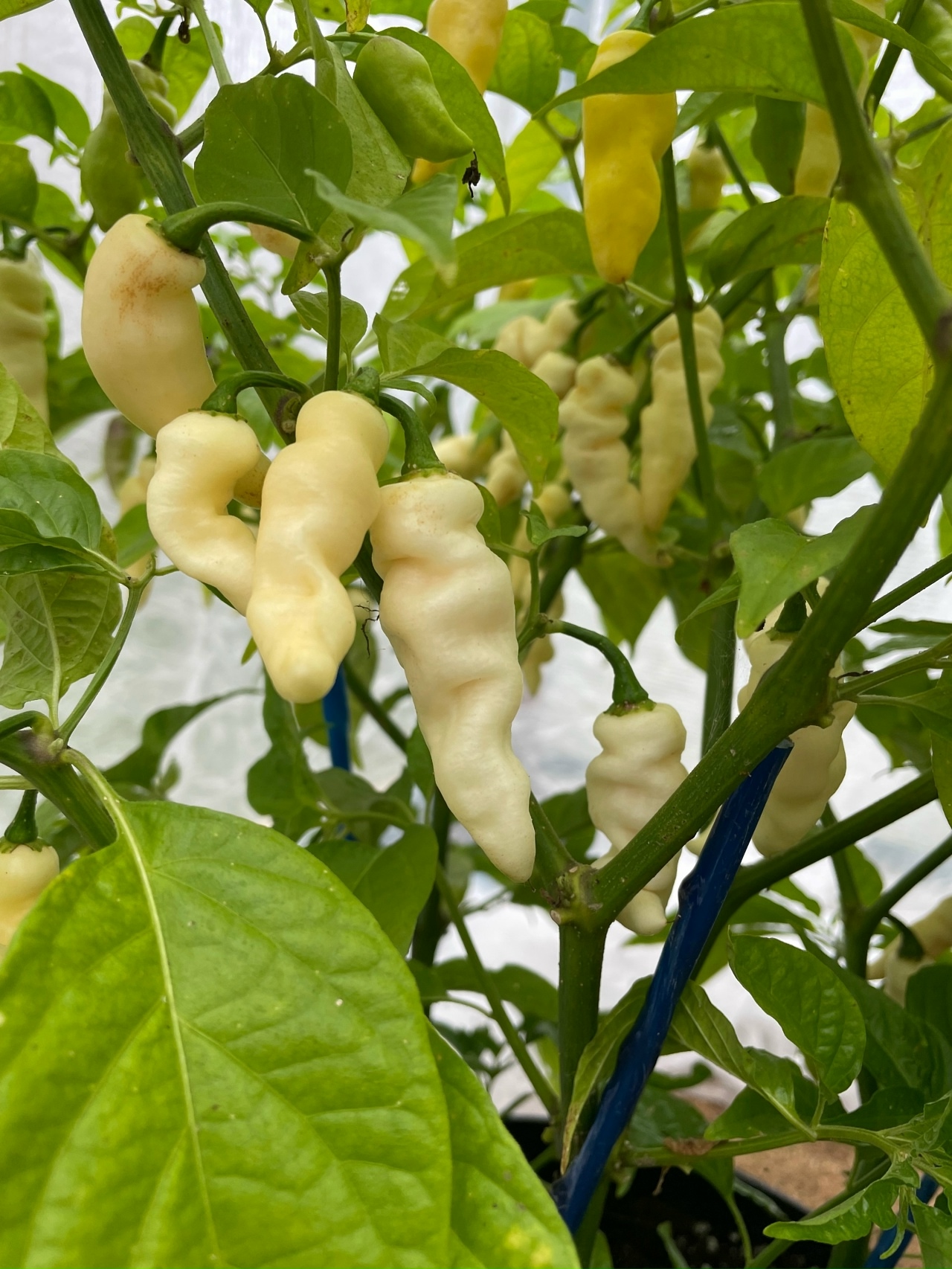 Семена острого перца Faddas White