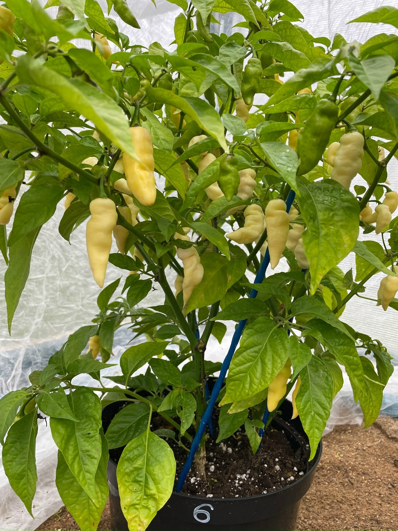 Выращивание острого перца Faddas White - фото 2