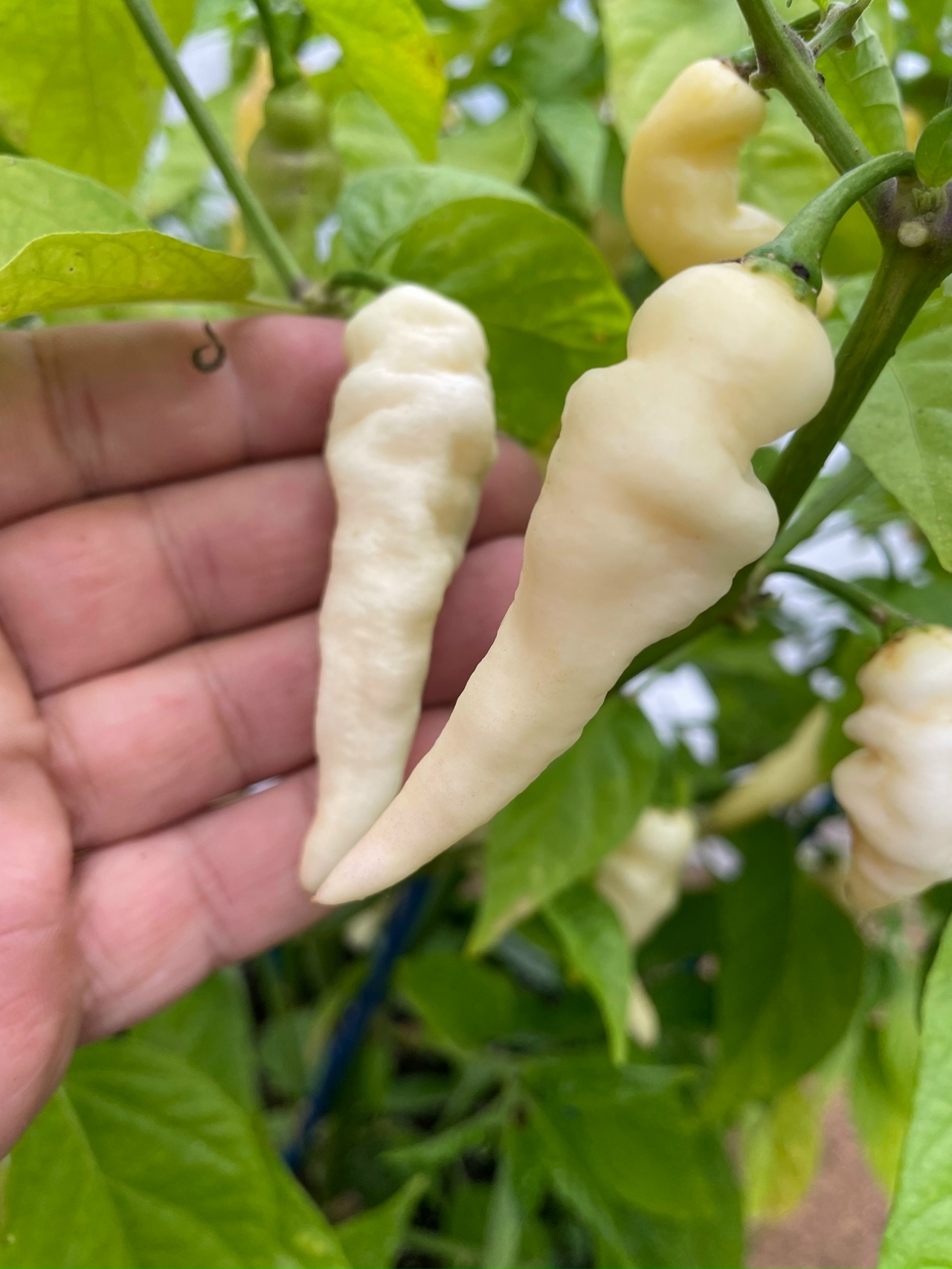 Сорт острого перца Faddas White - фото 3