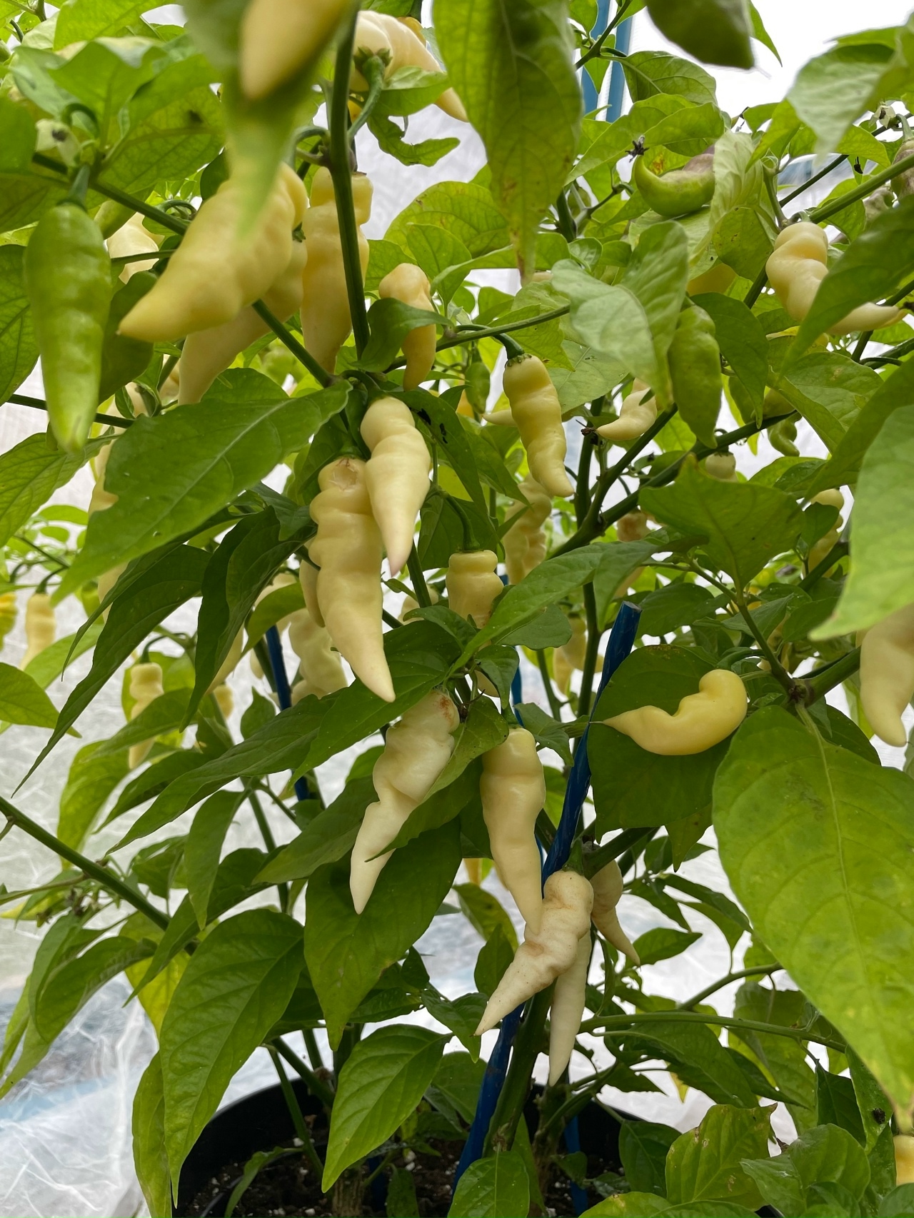 Плоды острого перца Faddas White - фото 4