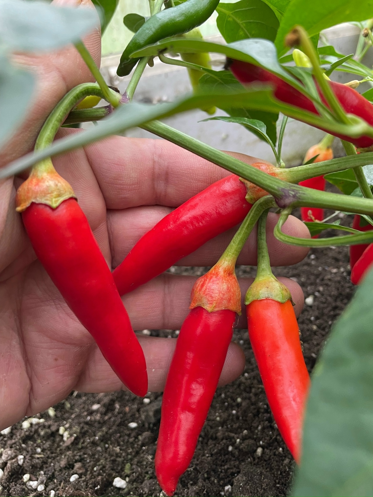 Семена острого перца Bleeding Rawit White