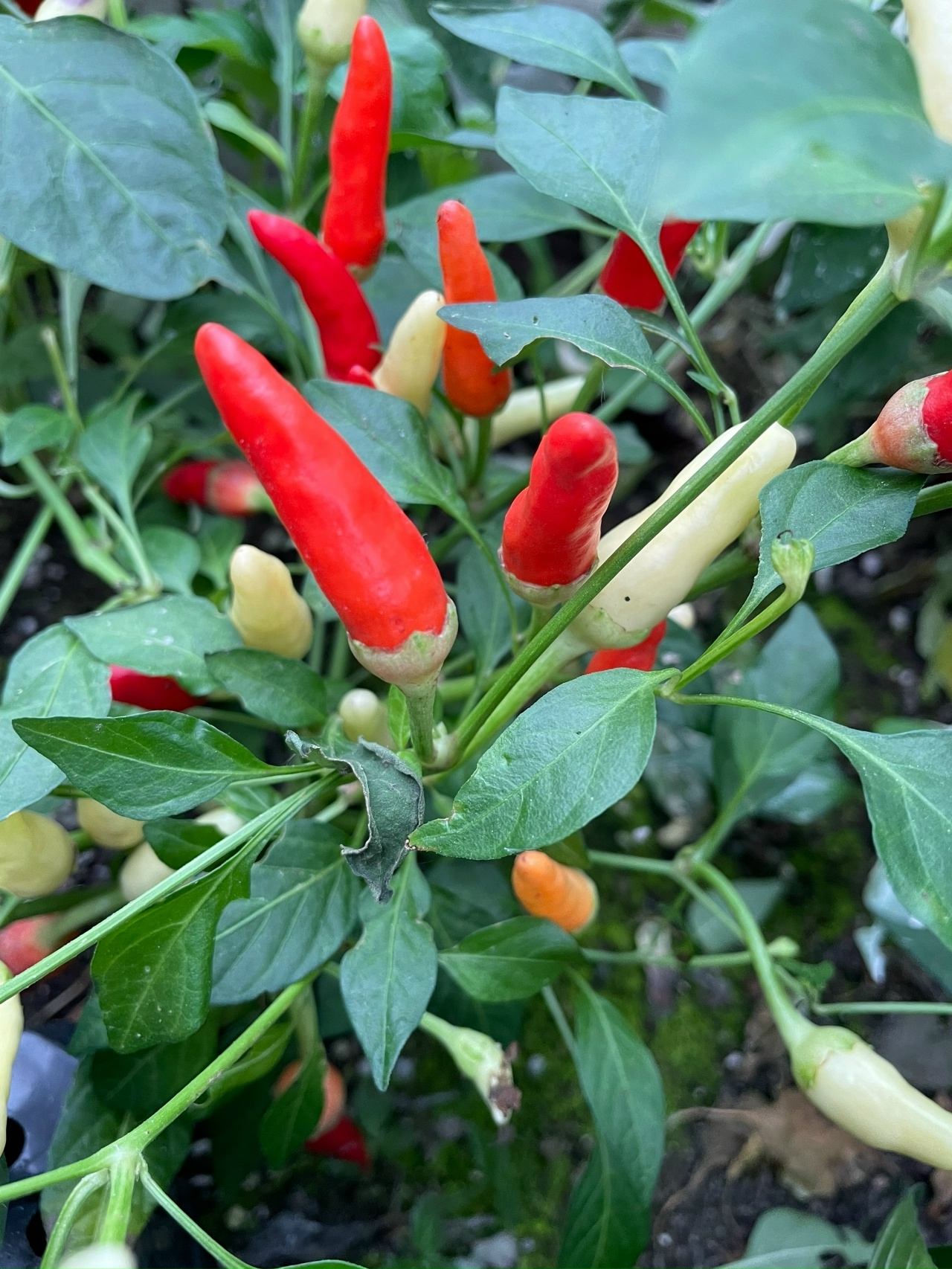 Выращивание острого перца Bleeding Rawit White - фото 2