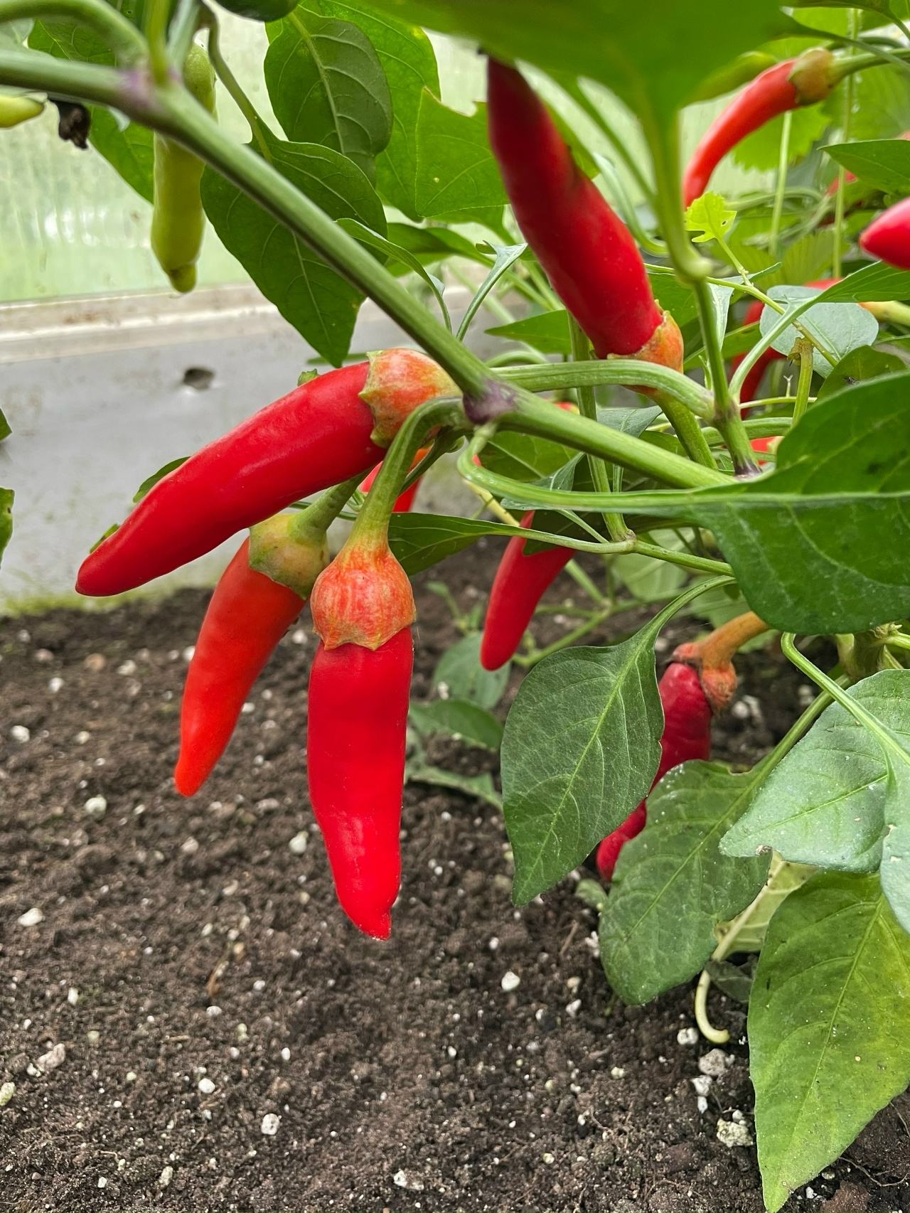 Плоды острого перца Bleeding Rawit White - фото 4