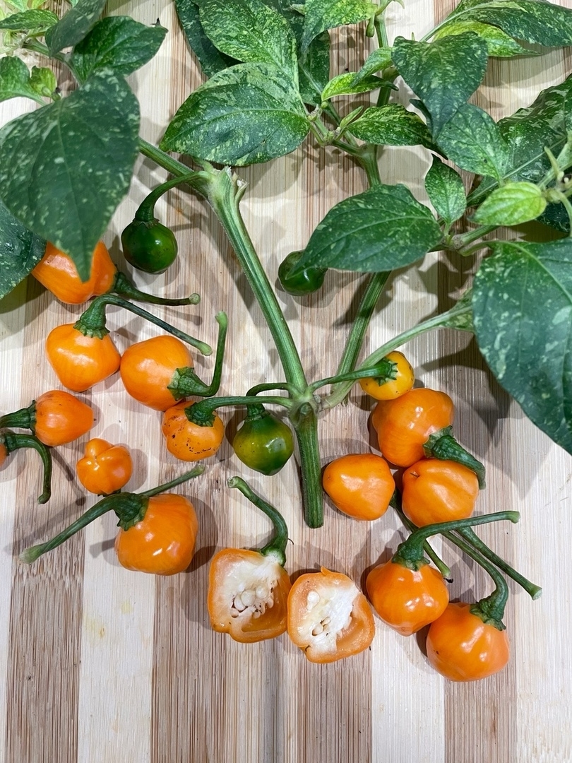 Семена острого перца Ninfadora Chupetinho Peach