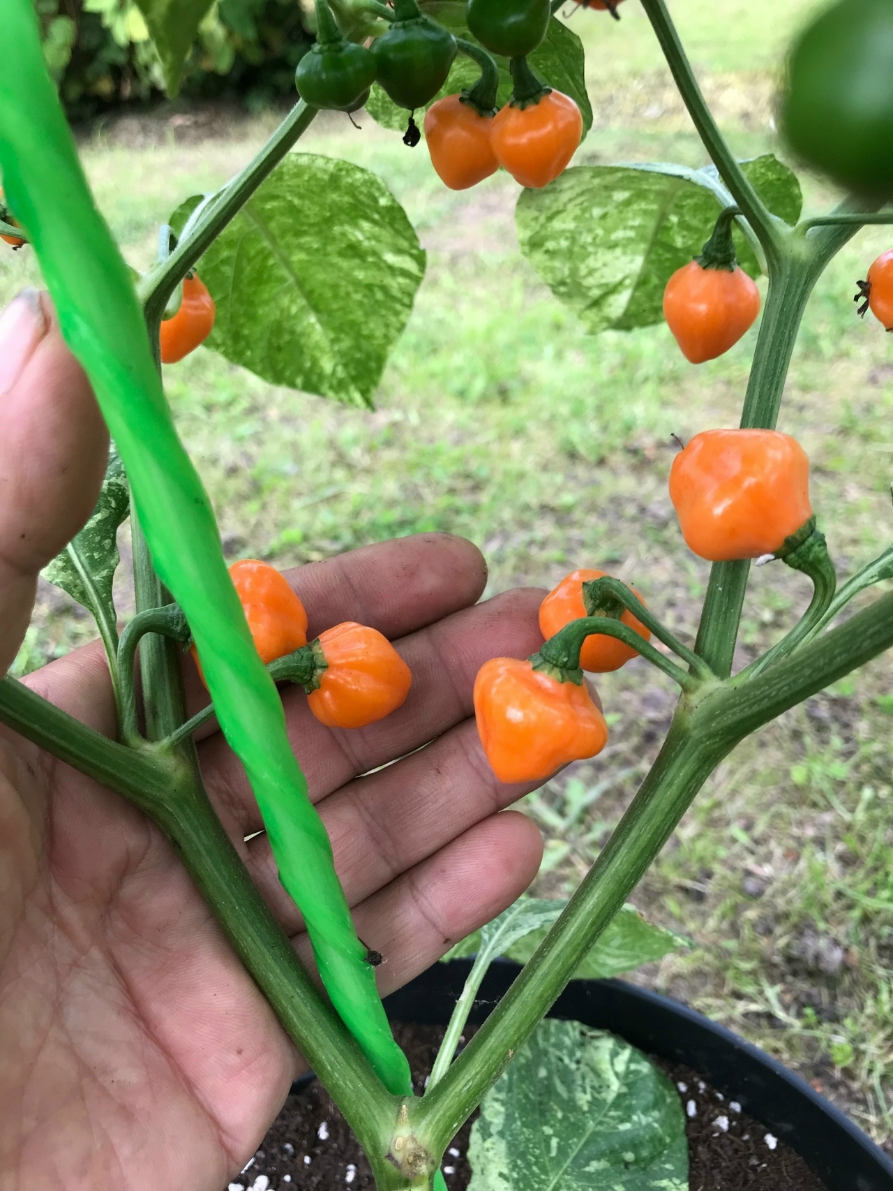 Выращивание острого перца Ninfadora Chupetinho Peach - фото 2