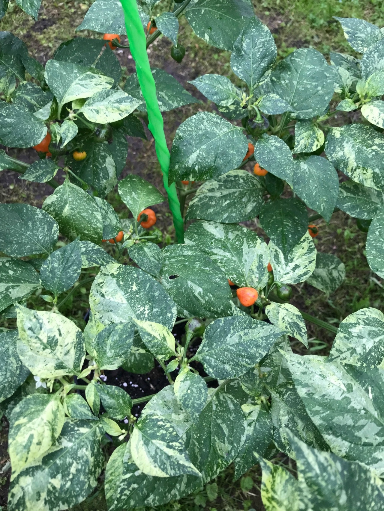 Сорт острого перца Ninfadora Chupetinho Peach - фото 3