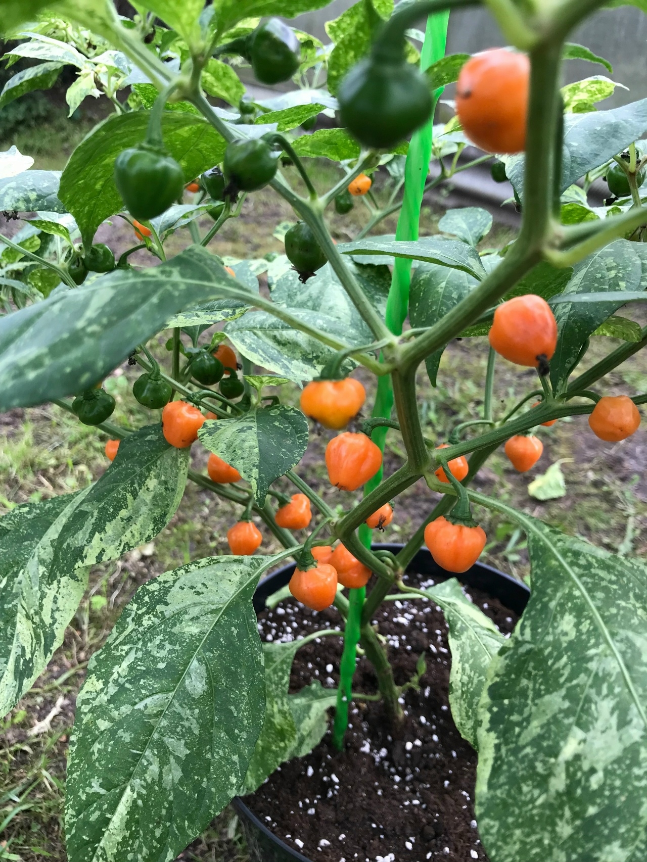 Плоды острого перца Ninfadora Chupetinho Peach - фото 4